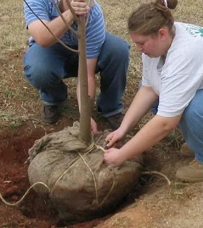 two people planting a tree