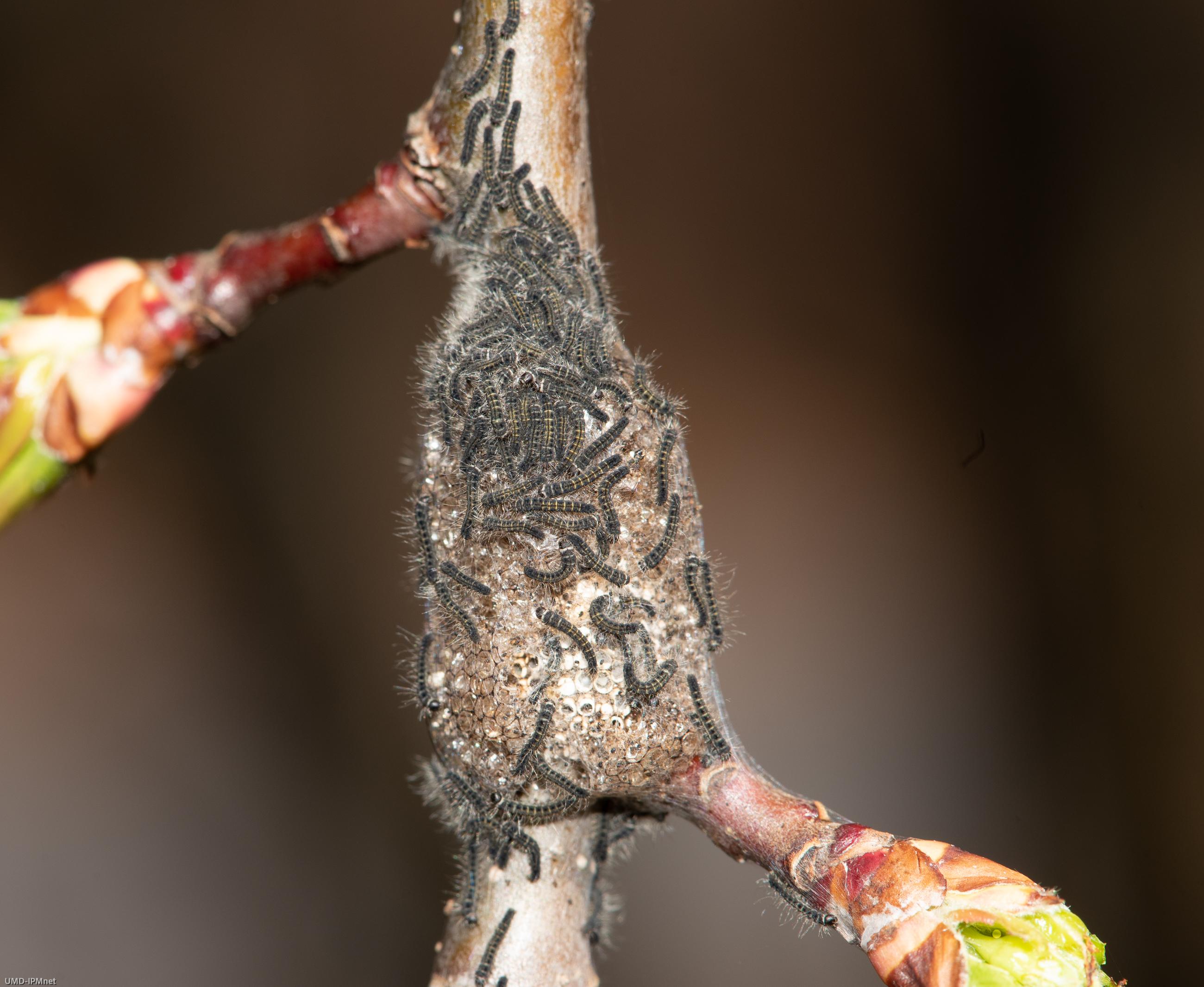 Eastern tent caterpillar egg hatch