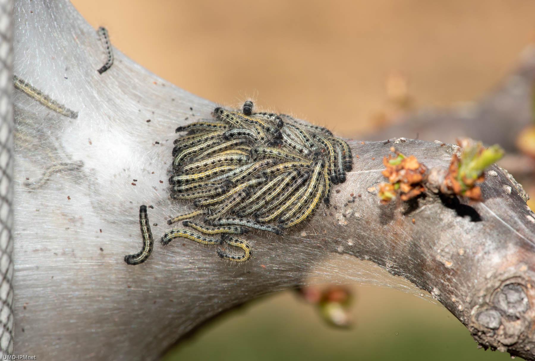 Mid-instar eastern tent caterpillar