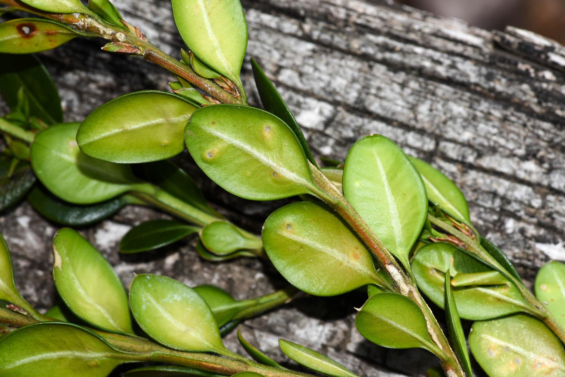 Boxwood Leafminer Damage on Underside of leaf