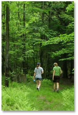 Two hikers entering the woods