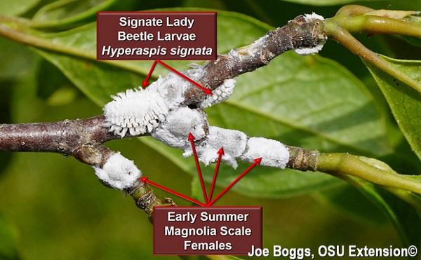 lady beetle larvae that can be mistaken for scale