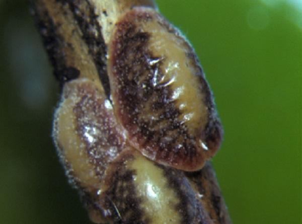 yellow-tan mature female covers of cottony camellia scale