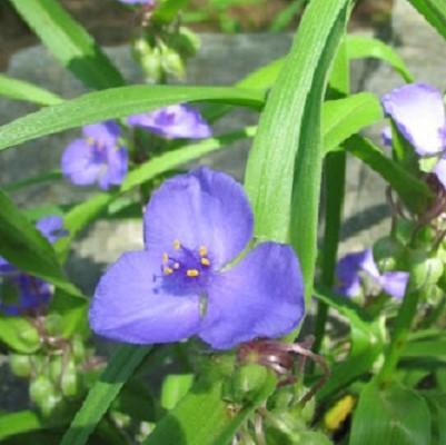 purple spiderwort