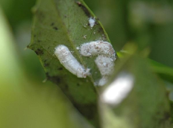 White ovisac produced by female