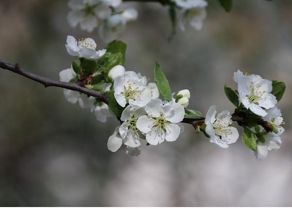 hawthorn tree blooms