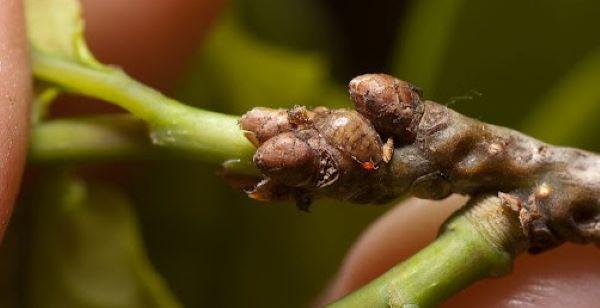 mature European fruit lecanium scale nestled around buds on a twig