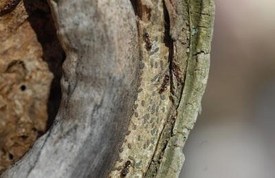 magnolia scale crawlers on branch tended by ants