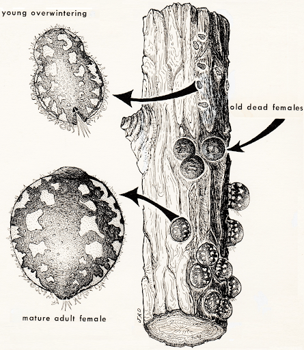 illustration of calico scale