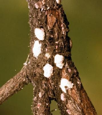 azalea bark scale near forks in a twig