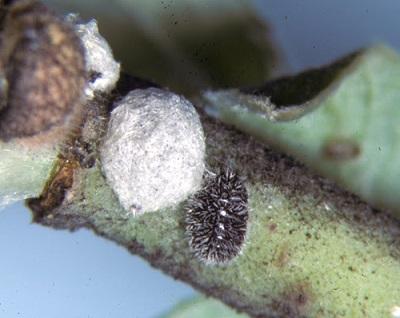 closeup of azalea bark scale