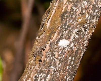 The start of a crapemyrtle bark scale infestation