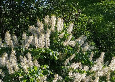 white bottlebrush buckeye blooms