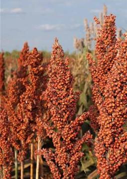 The Plant Variety Protection Act has a “saved seed” exception allowing a farmer to save enough seed to plant the next crop but is limited to the amount of seed needed to replant an area no bigger than that planted during the year the seed was saved. Photo : Peggy Greb, USDA-Agricultural Research Service