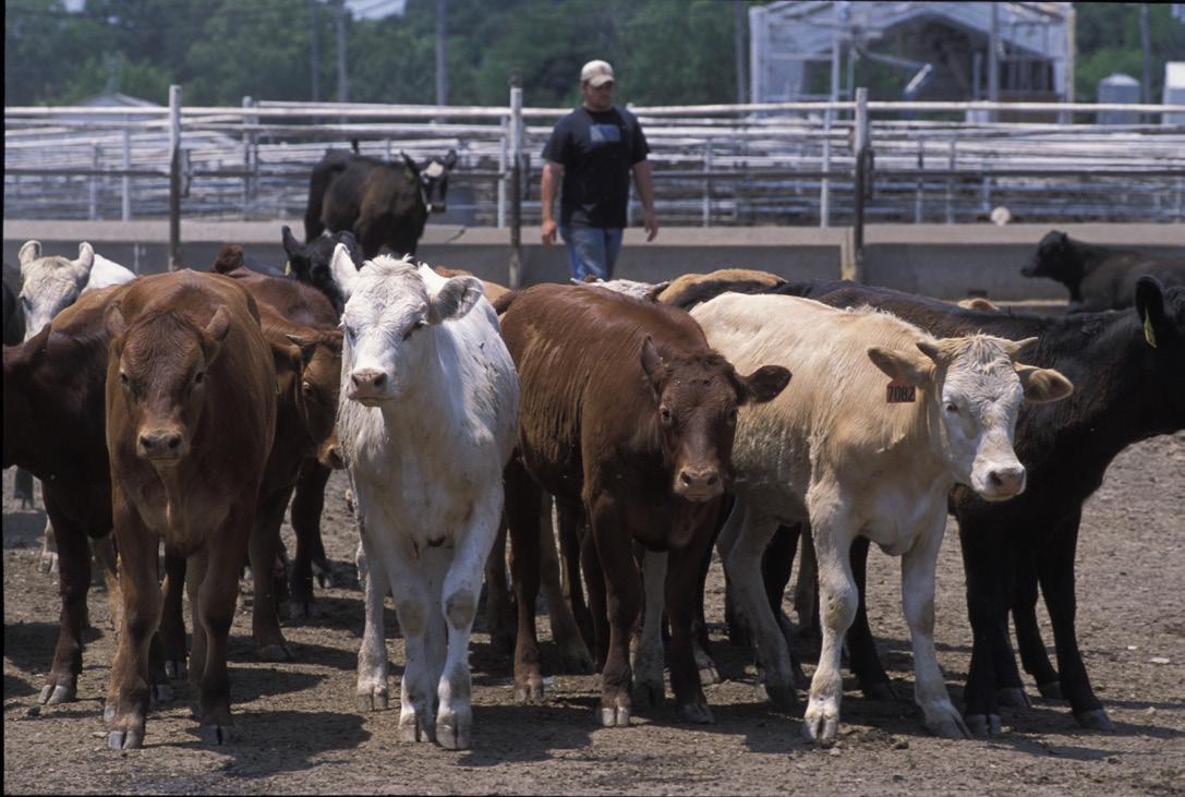 Cattle in livestock pen. Photo: Edwin Remsberg