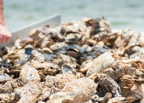 Harvested oysters