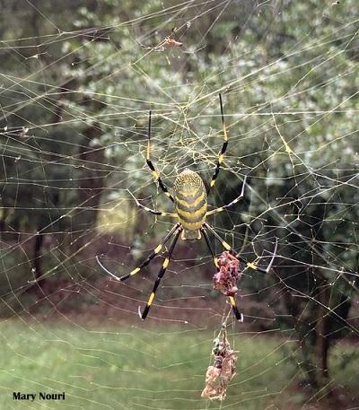 Joro spider in web