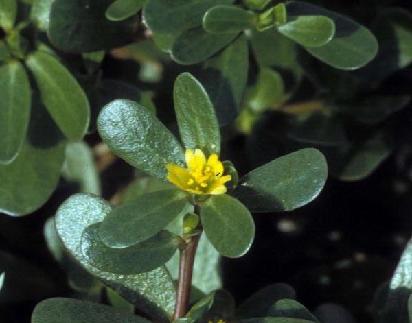 small yellow purslane flower