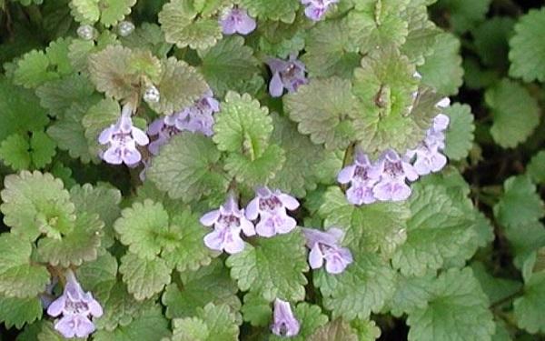 light purple ground ivy flowers