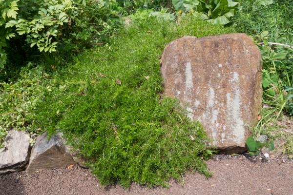 phlox subulata growing in a rock garden