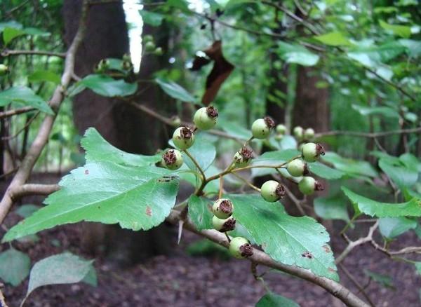 hawthorn tree fruits