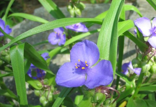 Blooms of native perennial spiderwort.