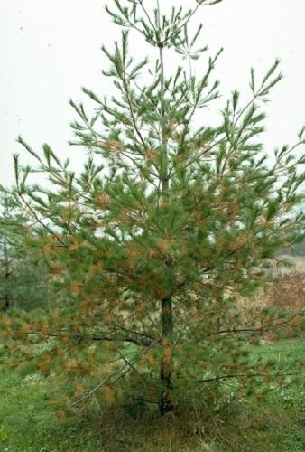 normal fall color of the older needles on a pine