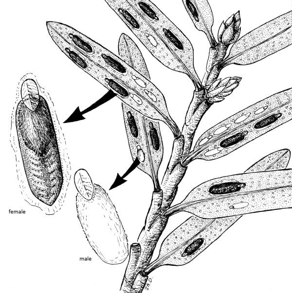 Illustration comparing male and female elongate hemlock scale covers.