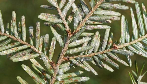 Elongate hemlock scale on the underside of hemlock foliage.