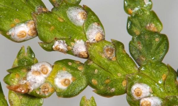 Close-up of minute cypress scale on needles.