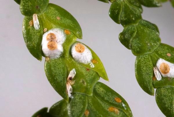 Close-up of minute cypress scale on needles.