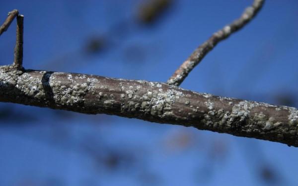 Obscure scale covers blend in well on bark.