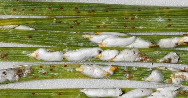 Close-up of pine needle scale mature females and crawlers.