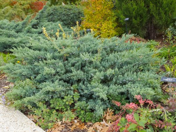 juniper cultivar - grey owl