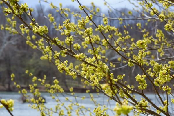 Blooms on a spicebush shrub.