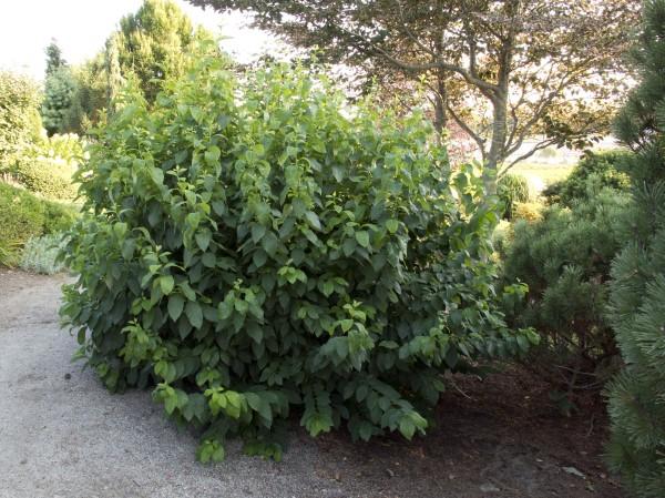 Growth habit of spicebush in partial sun.