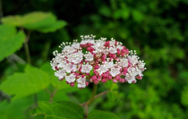 Bloom of the native shrub mapleleaf viburnum.