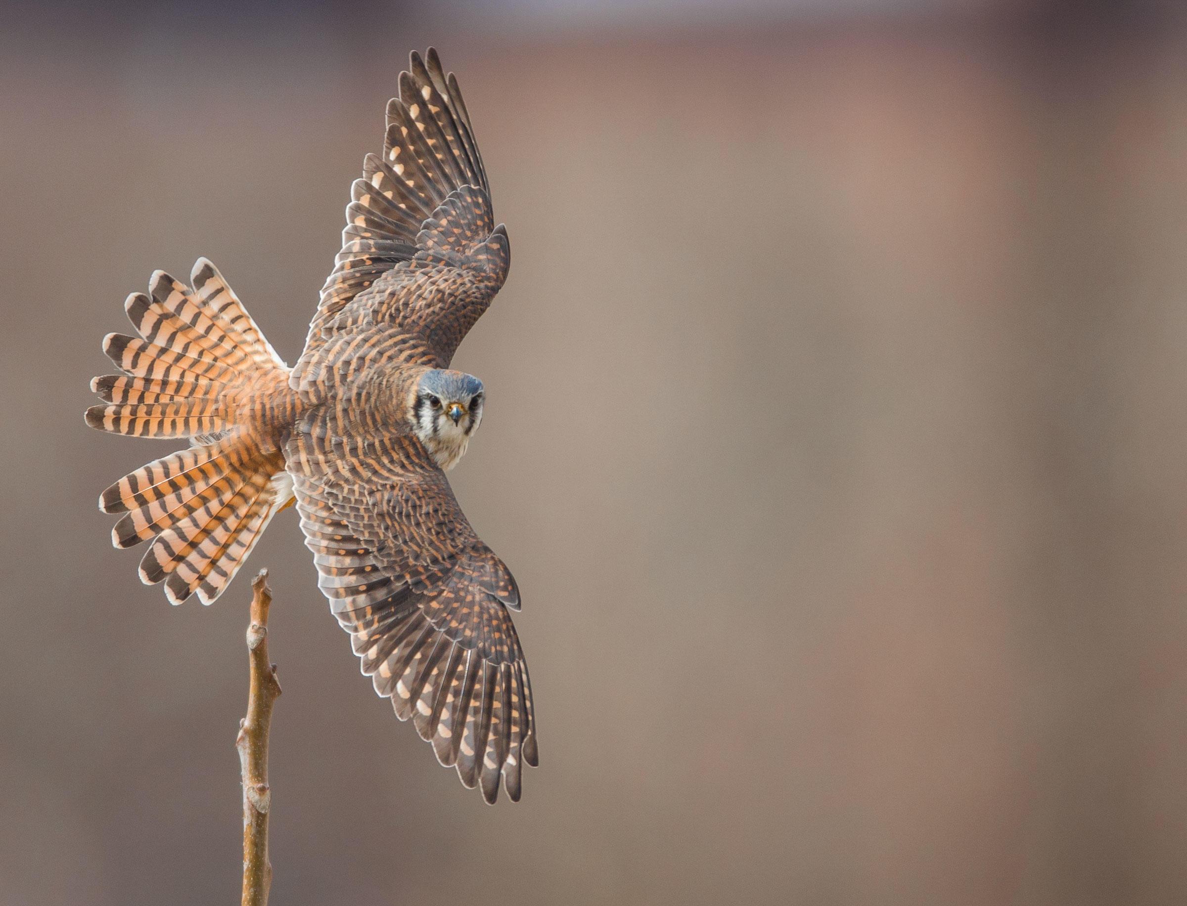 Adult female American kestrel. Photo by Jason Ganz/Audubon Photography Awards