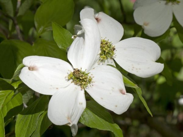 Blooms of the native tree flowering dogwood.