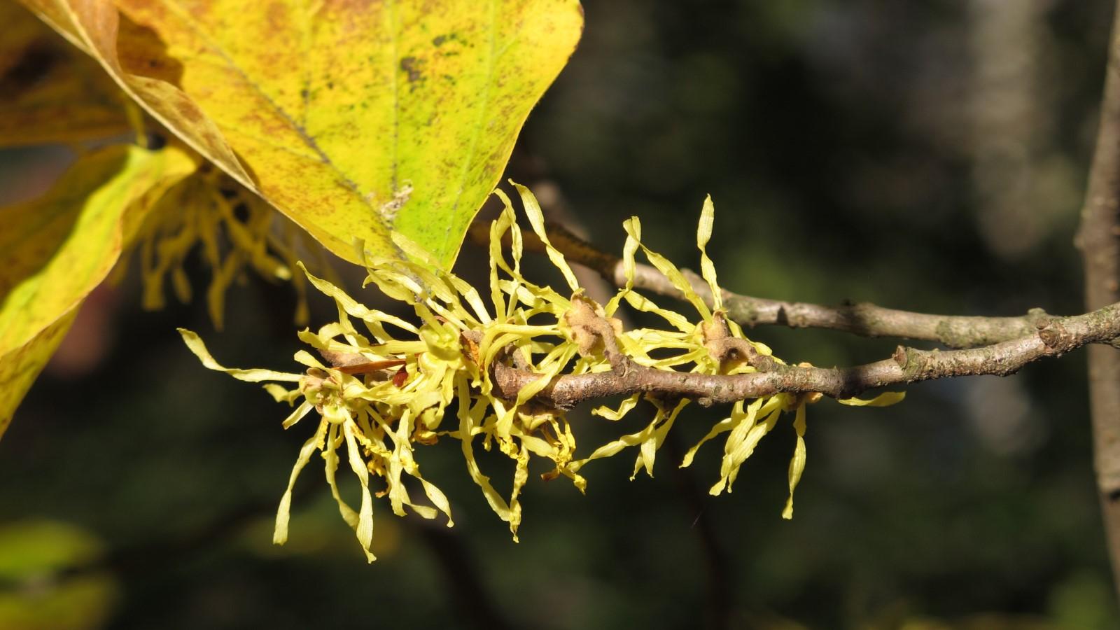 Blooms of the native shrub common witchhazel.