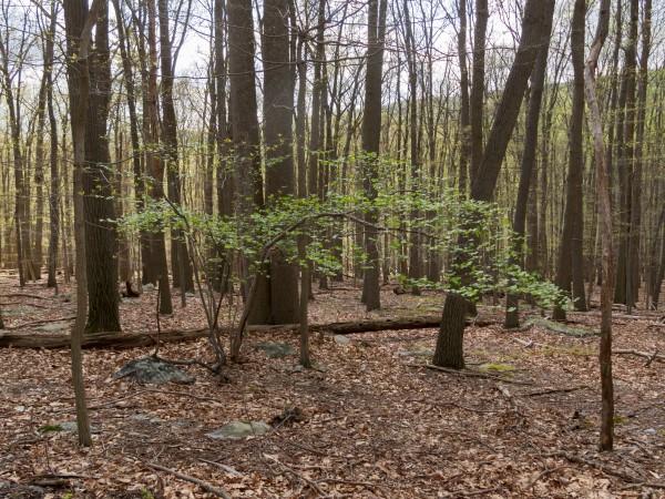 Growth habit of common witchhazel.