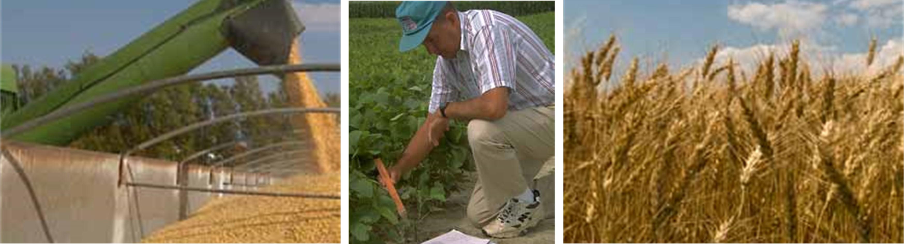 A collage of 3 images (corn harvest, soybean plants, and field of wheat.