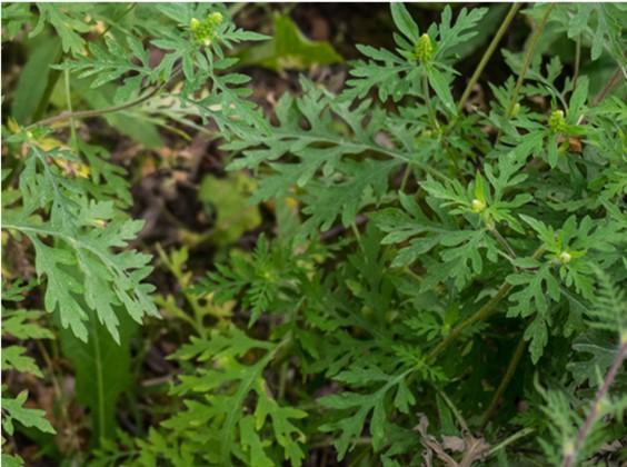 Fig. 4. Common ragweed (Ambrosia artemisiifolia). Photo: F. D. Richards (CC)