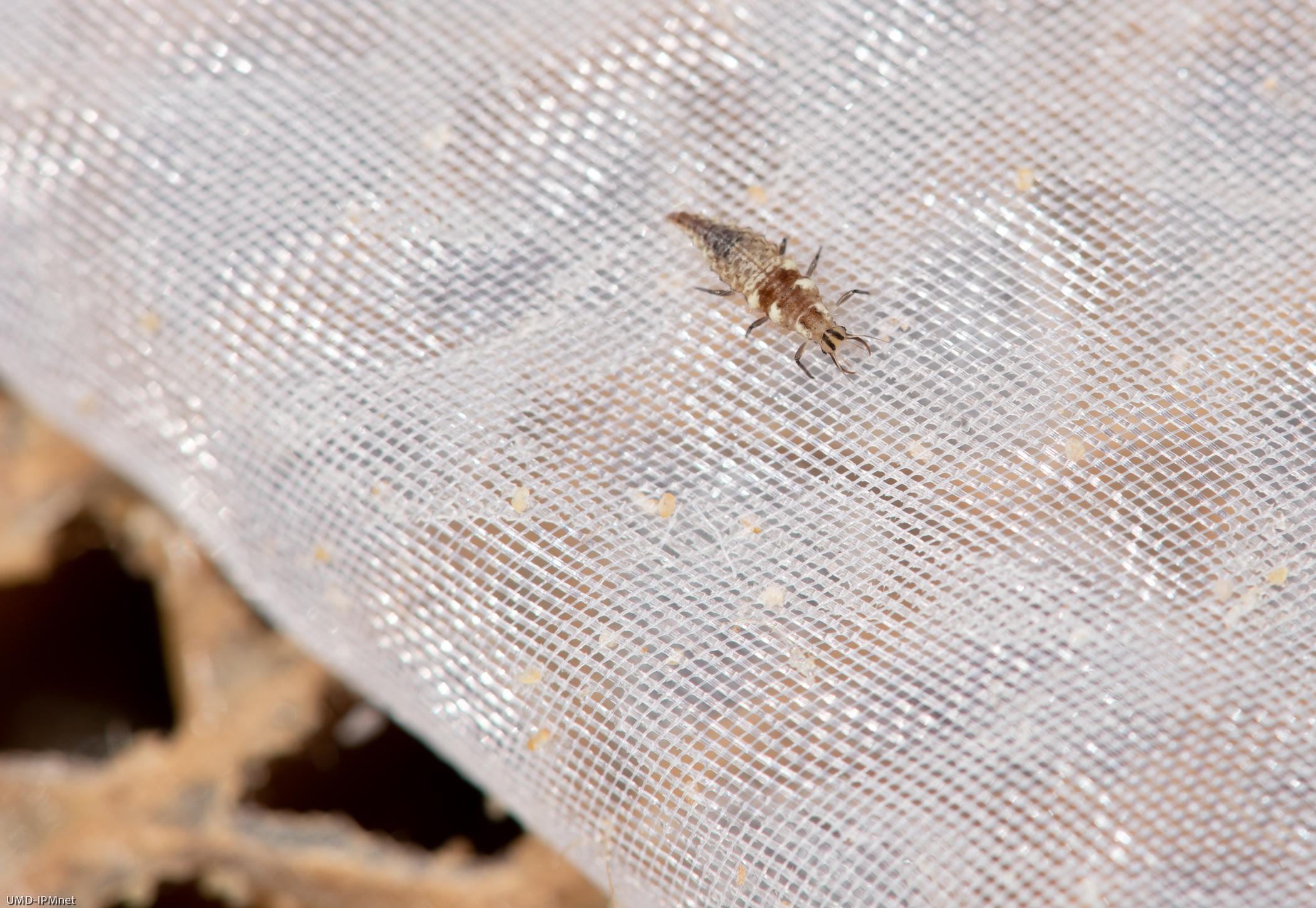 Cardboard shipping cells for lacewing larvae