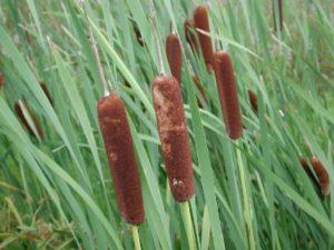 Cattail - Texas A&M University