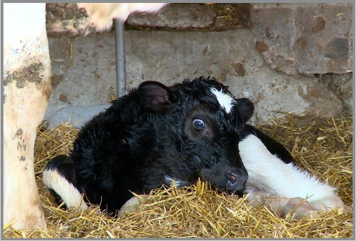 newborn calf