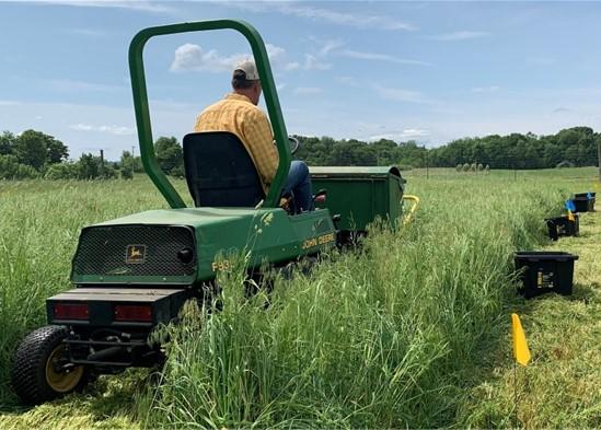 Harvesting orchardgrass