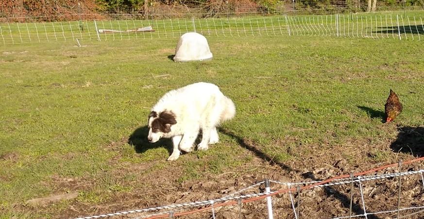 Figure 5. Guardian dog with chicken. Photo: Maegan Perdue