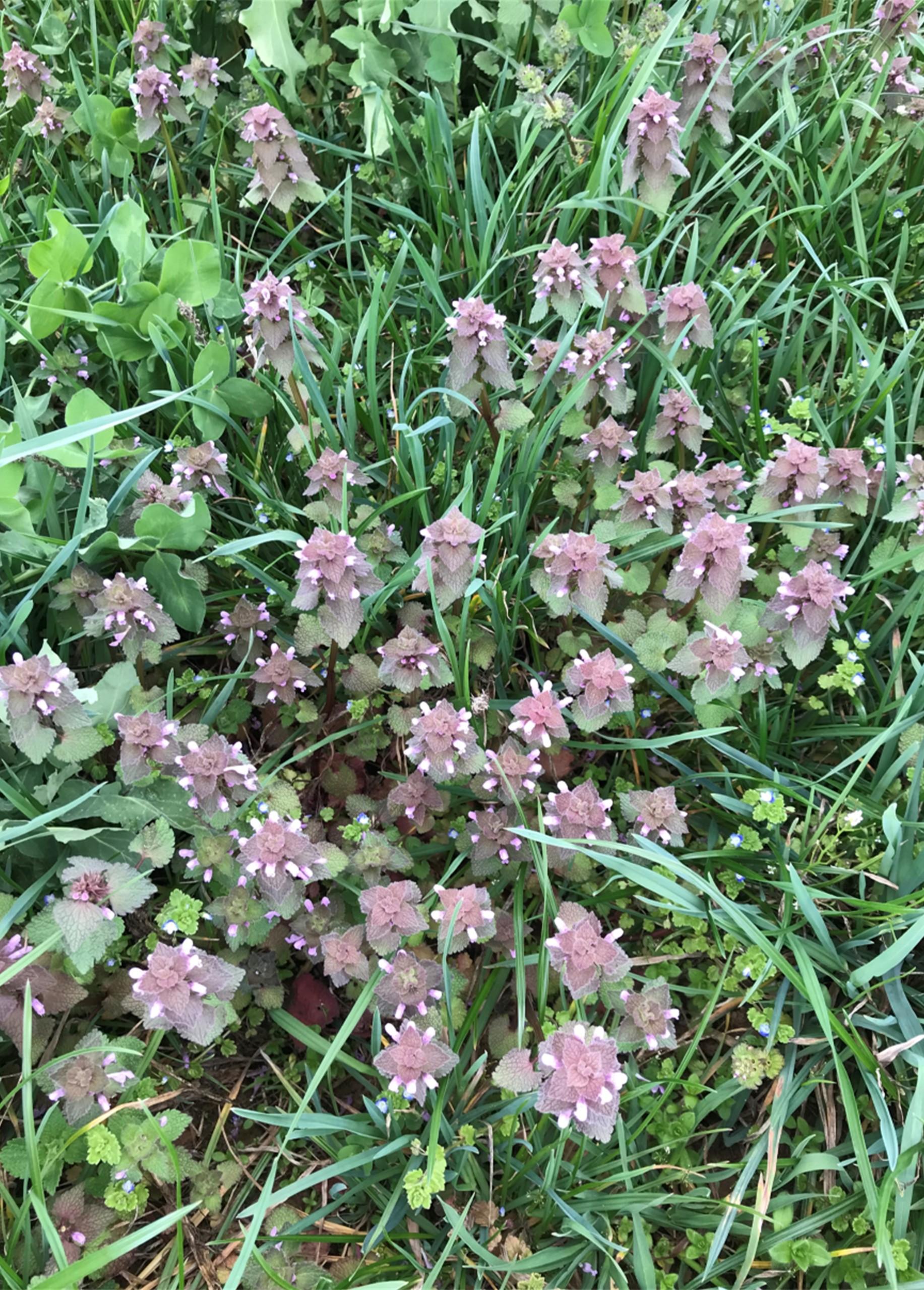 Purple Deadnettle