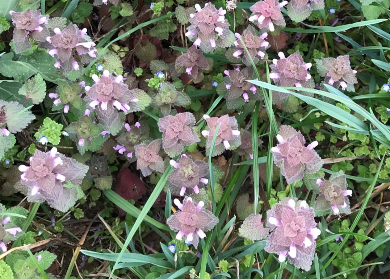 Purple Deadnettle